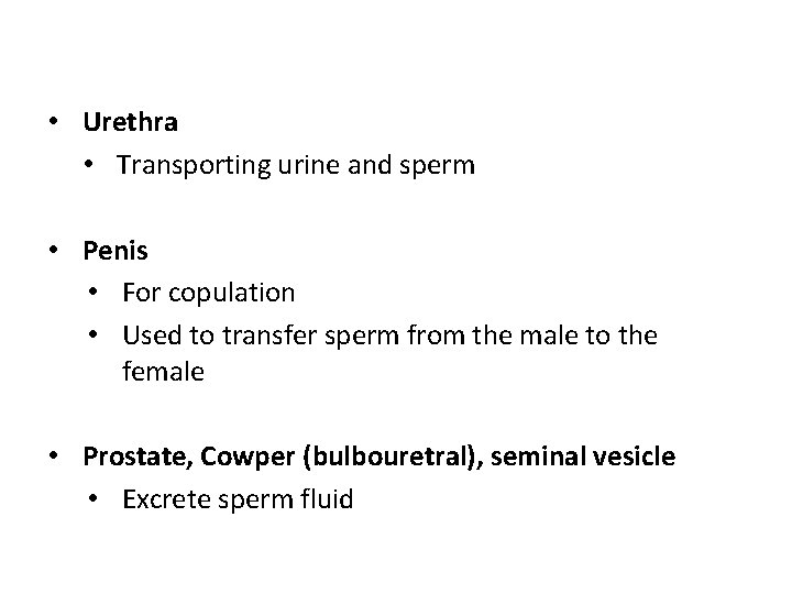  • Urethra • Transporting urine and sperm • Penis • For copulation •