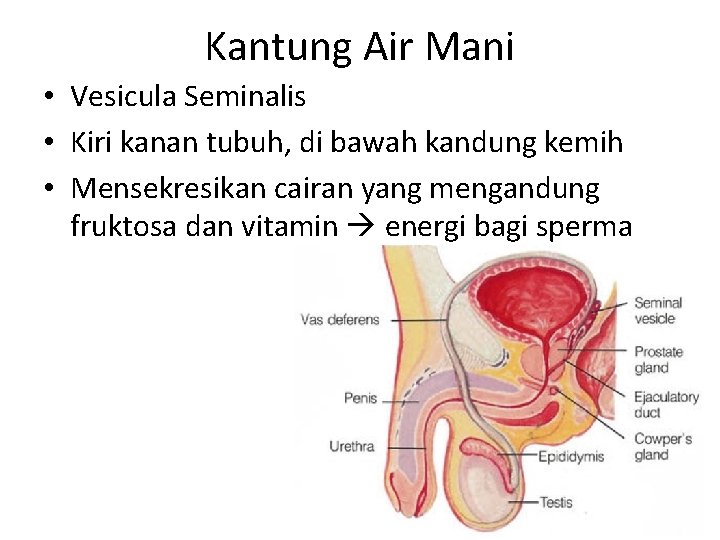 Kantung Air Mani • Vesicula Seminalis • Kiri kanan tubuh, di bawah kandung kemih