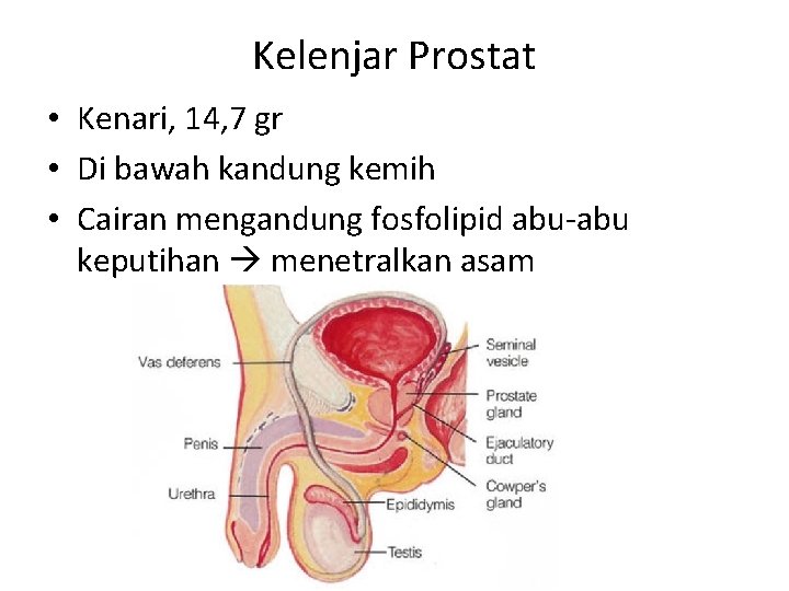 Kelenjar Prostat • Kenari, 14, 7 gr • Di bawah kandung kemih • Cairan