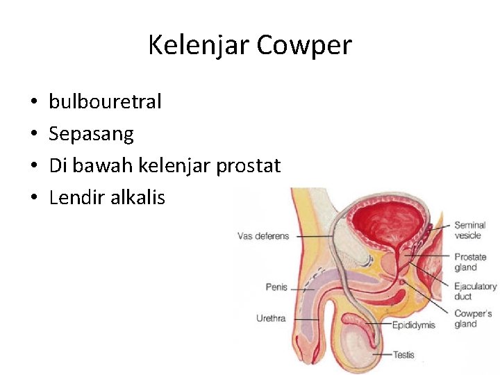 Kelenjar Cowper • • bulbouretral Sepasang Di bawah kelenjar prostat Lendir alkalis 