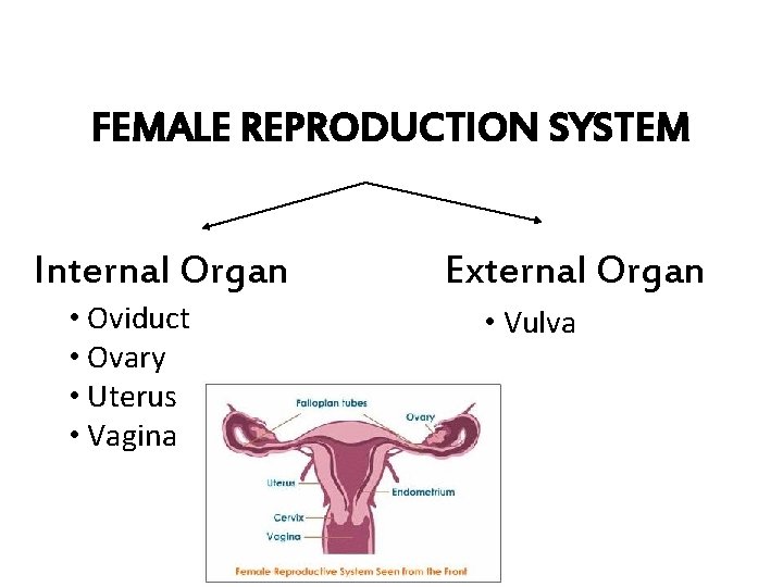 FEMALE REPRODUCTION SYSTEM Internal Organ • Oviduct • Ovary • Uterus • Vagina External