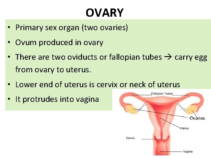 OVARY • Primary sex organ (two ovaries) • Ovum produced in ovary • There