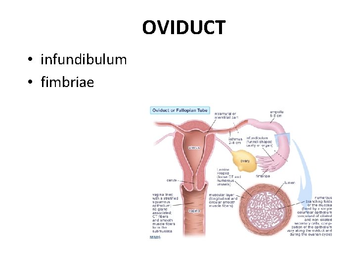 OVIDUCT • infundibulum • fimbriae 