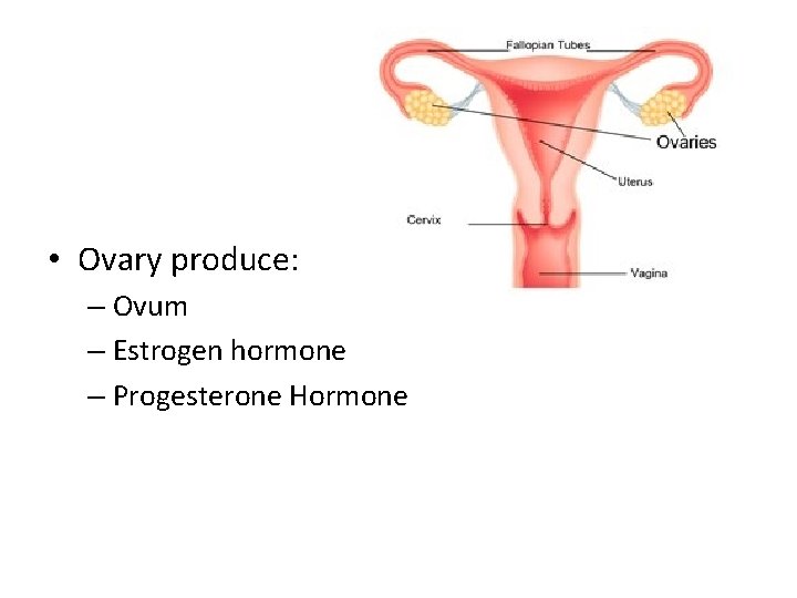  • Ovary produce: – Ovum – Estrogen hormone – Progesterone Hormone 