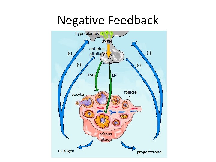 Negative Feedback 