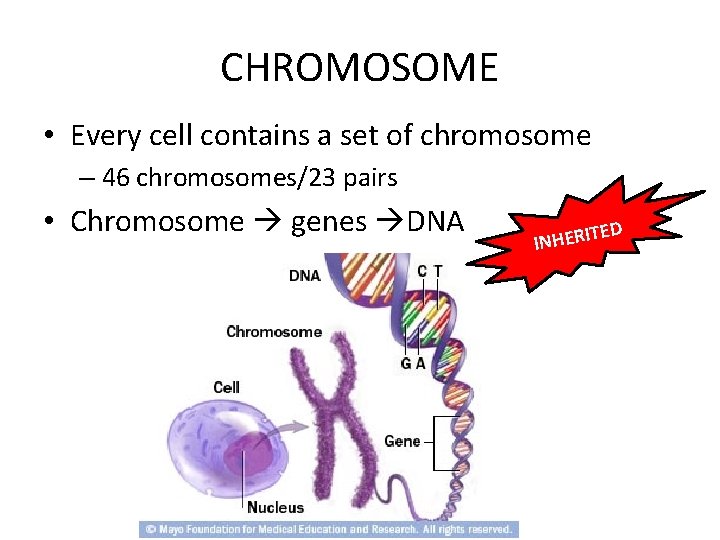 CHROMOSOME • Every cell contains a set of chromosome – 46 chromosomes/23 pairs •