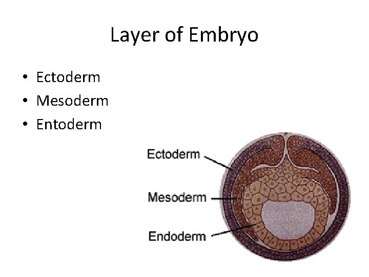 Layer of Embryo • Ectoderm • Mesoderm • Entoderm 