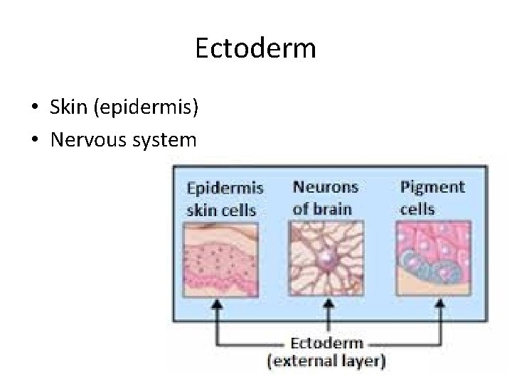 Ectoderm • Skin (epidermis) • Nervous system 