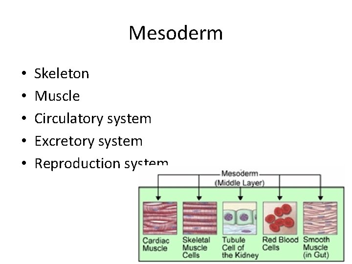 Mesoderm • • • Skeleton Muscle Circulatory system Excretory system Reproduction system 