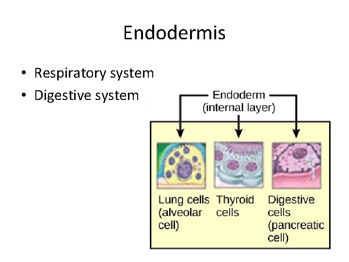 Endodermis • Respiratory system • Digestive system 