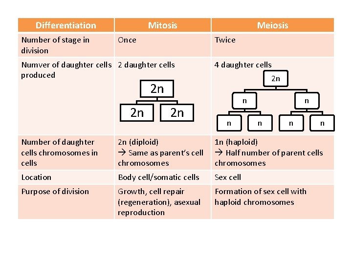 Differentiation Number of stage in division Mitosis Once Meiosis Twice Numver of daughter cells