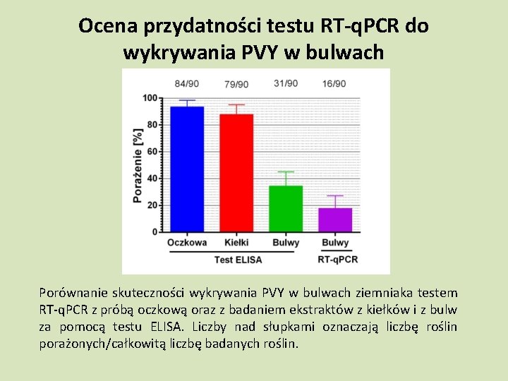 Ocena przydatności testu RT-q. PCR do wykrywania PVY w bulwach Porównanie skuteczności wykrywania PVY