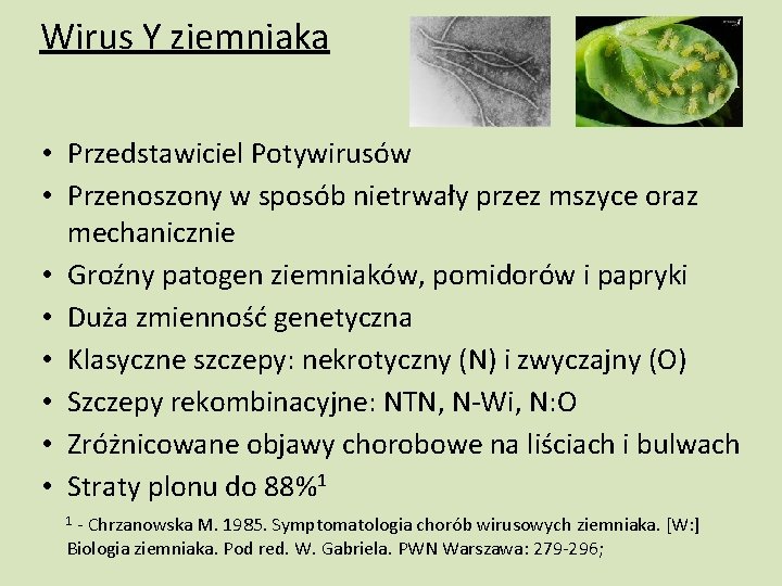 Wirus Y ziemniaka • Przedstawiciel Potywirusów • Przenoszony w sposób nietrwały przez mszyce oraz