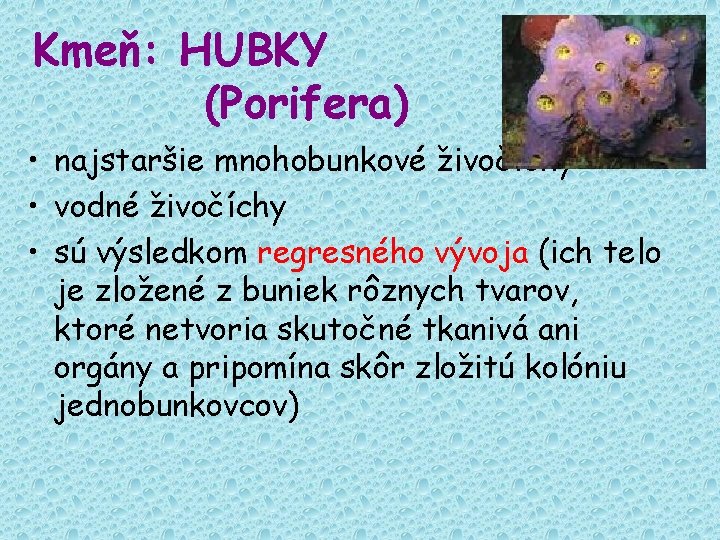 Kmeň: HUBKY (Porifera) • najstaršie mnohobunkové živočíchy • vodné živočíchy • sú výsledkom regresného