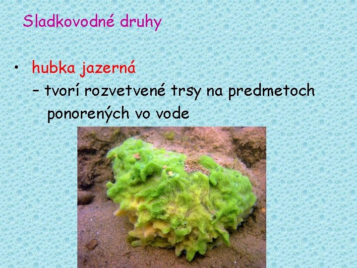 Sladkovodné druhy • hubka jazerná – tvorí rozvetvené trsy na predmetoch ponorených vo vode