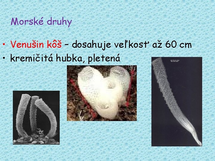 Morské druhy • Venušin kôš – dosahuje veľkosť až 60 cm • kremičitá hubka,