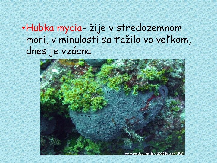  • Hubka mycia- žije v stredozemnom mori, v minulosti sa ťažila vo veľkom,