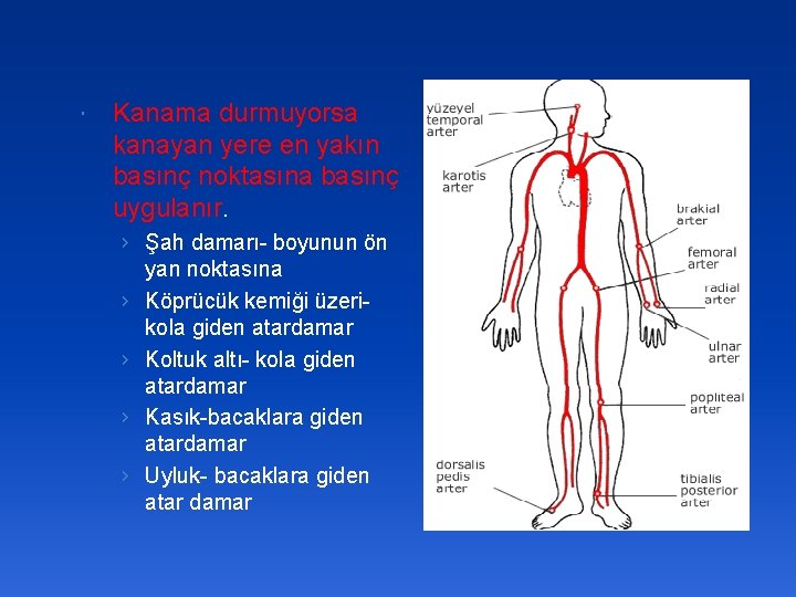  Kanama durmuyorsa kanayan yere en yakın basınç noktasına basınç uygulanır. › Şah damarı-