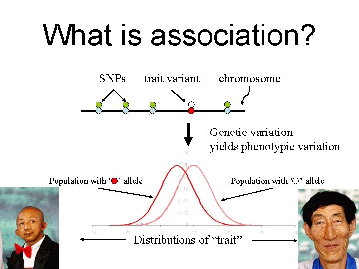 What is association? SNPs trait variant chromosome Genetic variation yields phenotypic variation Population with