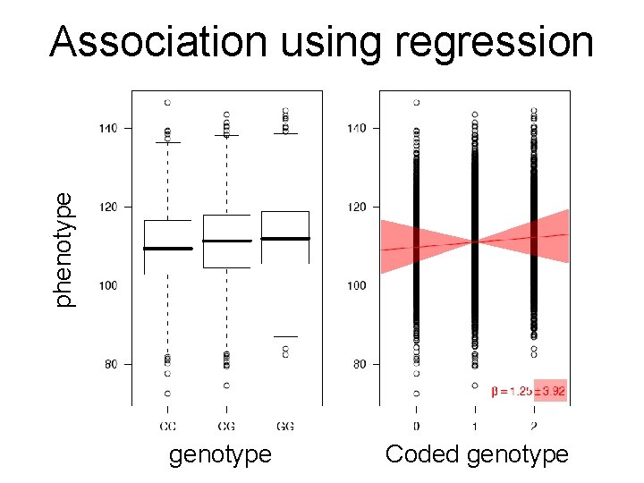 phenotype Association using regression genotype Coded genotype 