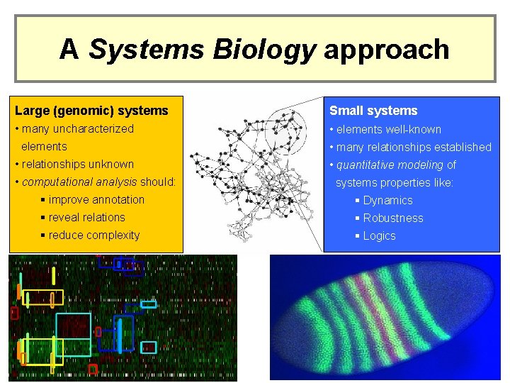 A Systems Biology approach Large (genomic) systems Small systems • many uncharacterized • elements