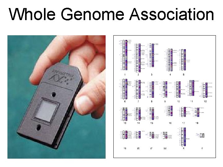 Whole Genome Association 