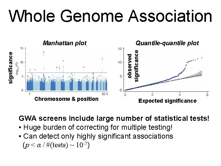 Whole Genome Association Quantile-quantile plot significance observed significance Manhattan plot Chromosome & position Expected