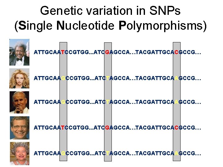 Genetic variation in SNPs (Single Nucleotide Polymorphisms) ATTGCAATCCGTGG. . . ATCGAGCCA…TACGATTGCACGCCG… ATTGCAAGCCGTGG. . .