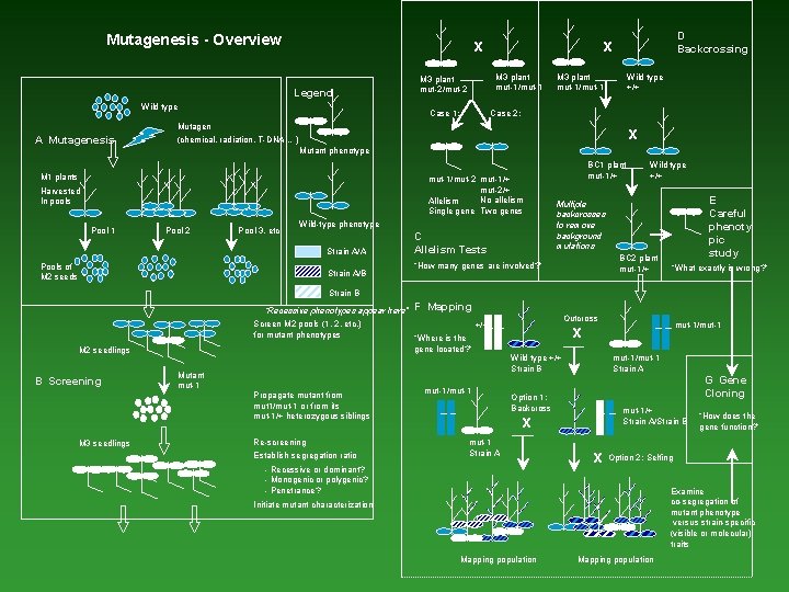 Mutagenesis - Overview x Legend Wild type M 3 plant mut-1/mut-1 M 3 plant