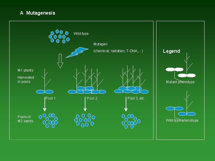 A Mutagenesis Wild type Mutagen (chemical, radiation, T-DNA, …) Legend M 1 plants Harvested