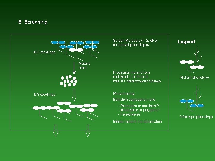 B Screening Screen M 2 pools (1, 2, etc. ) for mutant phenotypes Legend