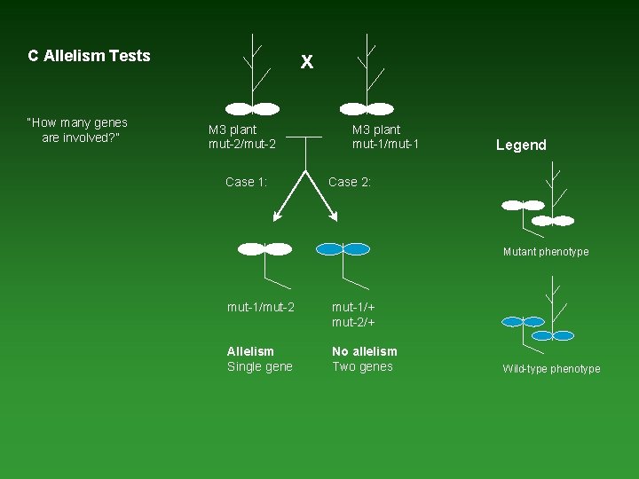 x C Allelism Tests “How many genes are involved? ” M 3 plant mut-2/mut-2