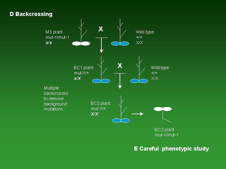 D Backcrossing x M 3 plant mut-1/mut-1 x/x BC 1 plant mut-1/+ x/X Multiple