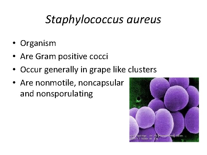 Staphylococcus aureus • • Organism Are Gram positive cocci Occur generally in grape like