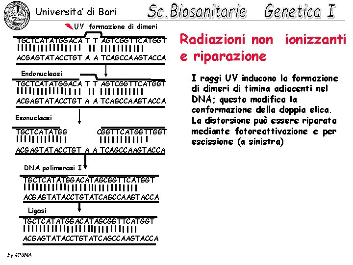 Universita’ di Bari UV formazione di dimeri TGCTCATATGGACA T T AGTCGGTTCATGGT ACGAGTATACCTGT A A