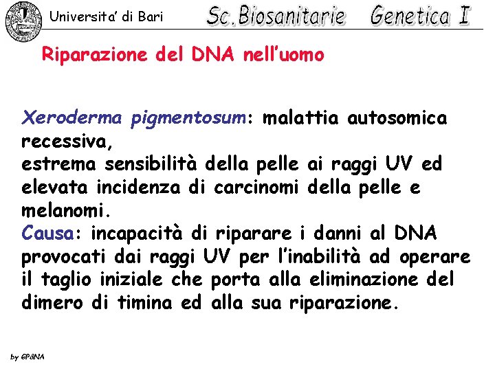 Universita’ di Bari Riparazione del DNA nell’uomo Xeroderma pigmentosum: malattia autosomica recessiva, estrema sensibilità