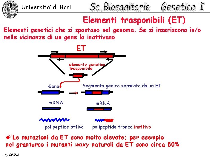 Universita’ di Bari Elementi trasponibili (ET) Elementi genetici che si spostano nel genoma. Se