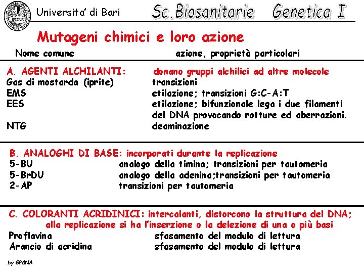 Universita’ di Bari Mutageni chimici e loro azione Nome comune A. AGENTI ALCHILANTI: Gas