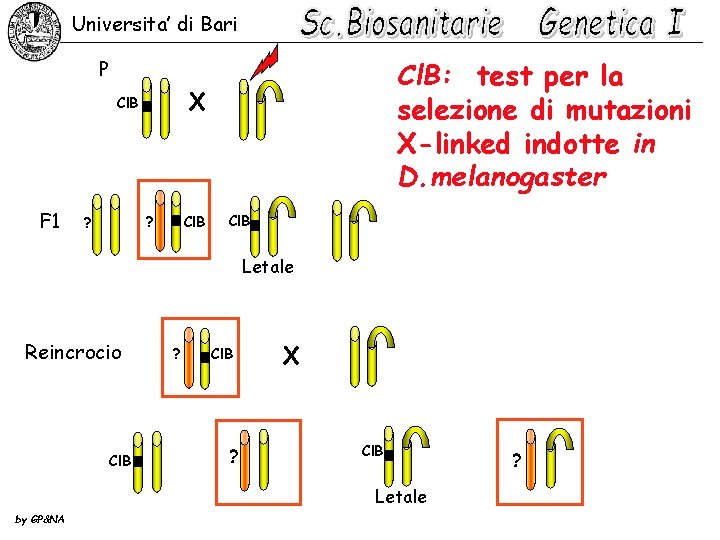 Universita’ di Bari P X Cl. B F 1 ? ? Cl. B: test