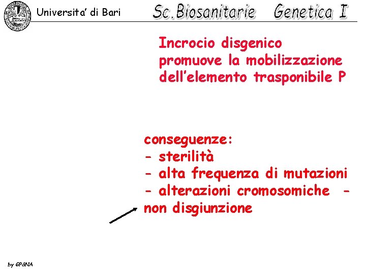 Universita’ di Bari Incrocio disgenico promuove la mobilizzazione dell’elemento trasponibile P conseguenze: - sterilità