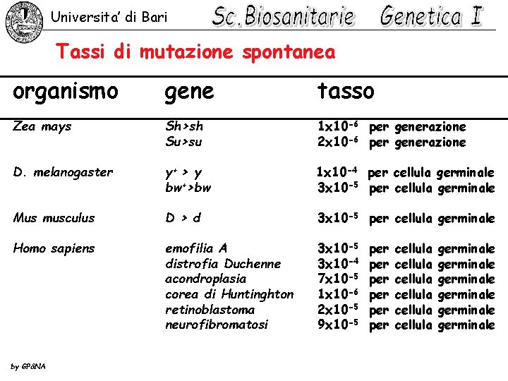 Universita’ di Bari Tassi di mutazione spontanea organismo gene tasso Zea mays Sh>sh Su>su