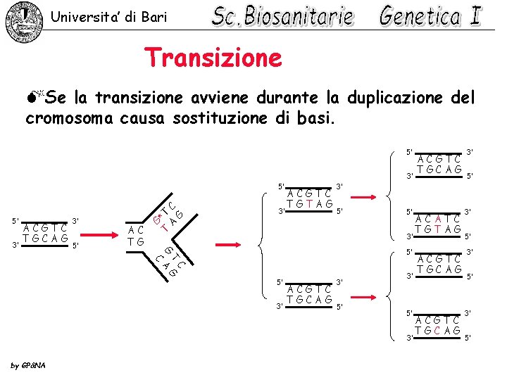 Universita’ di Bari Transizione MSe la transizione avviene durante la duplicazione del cromosoma causa