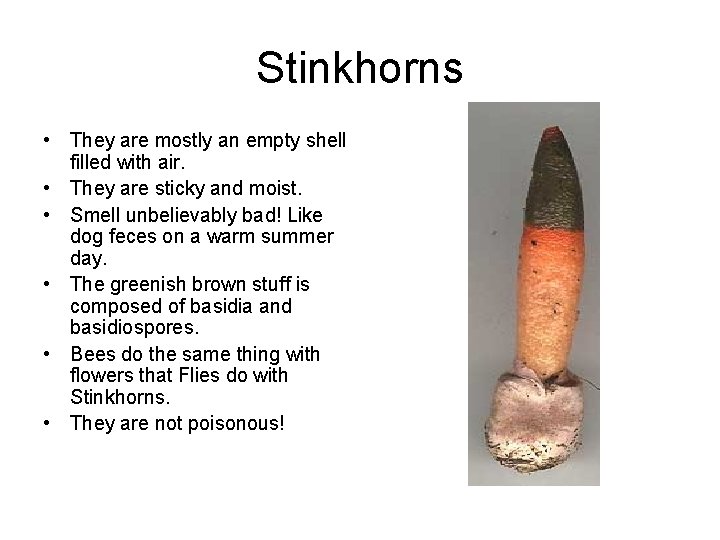 Stinkhorns • They are mostly an empty shell filled with air. • They are