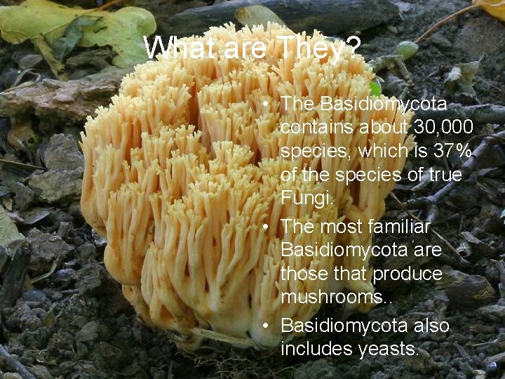 What are They? • The Basidiomycota contains about 30, 000 species, which is 37%