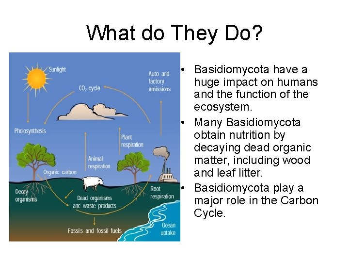 What do They Do? • Basidiomycota have a huge impact on humans and the