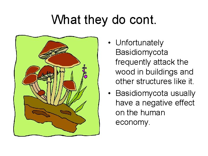 What they do cont. • Unfortunately Basidiomycota frequently attack the wood in buildings and