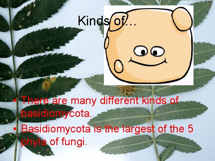 Kinds of… • There are many different kinds of basidiomycota. • Basidiomycota is the