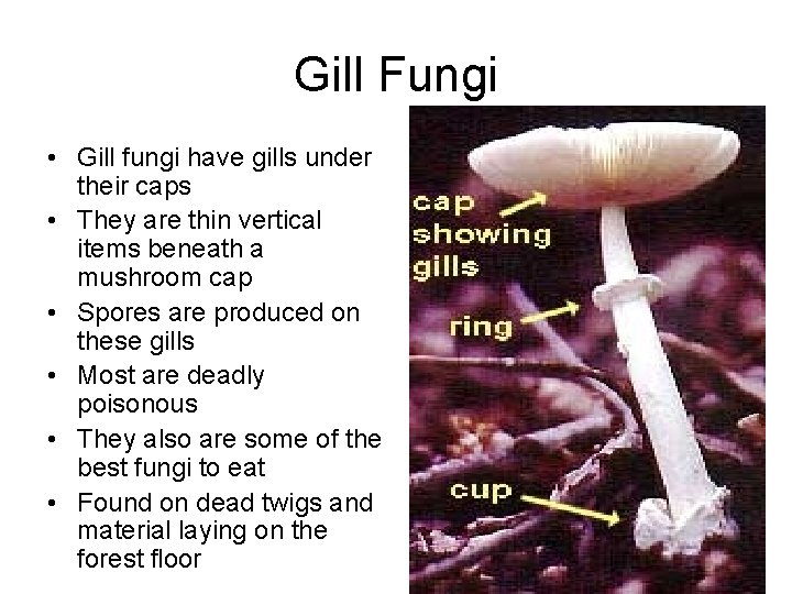 Gill Fungi • Gill fungi have gills under their caps • They are thin