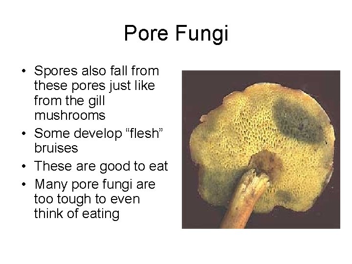 Pore Fungi • Spores also fall from these pores just like from the gill