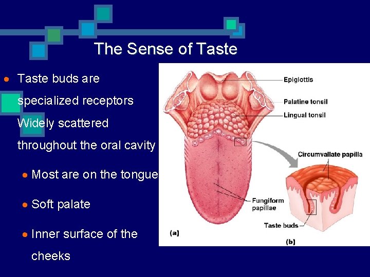 The Sense of Taste · Taste buds are specialized receptors Widely scattered throughout the